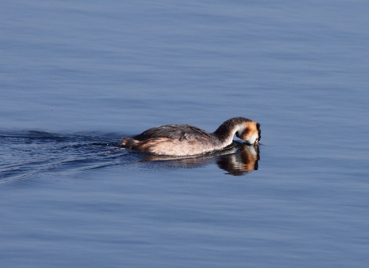 Great Crested Grebe - ML141932371