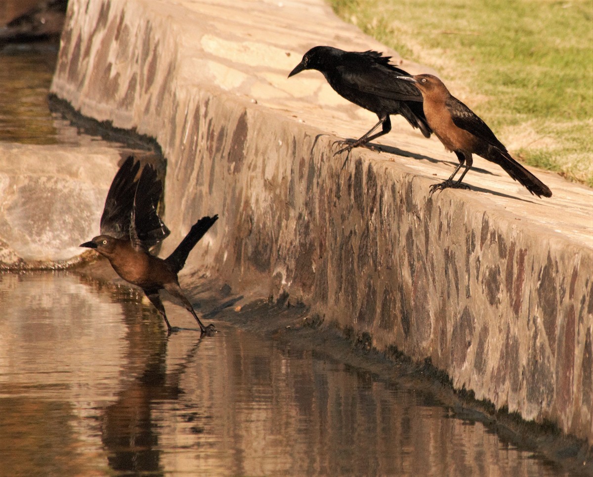 Great-tailed Grackle - ML141932421