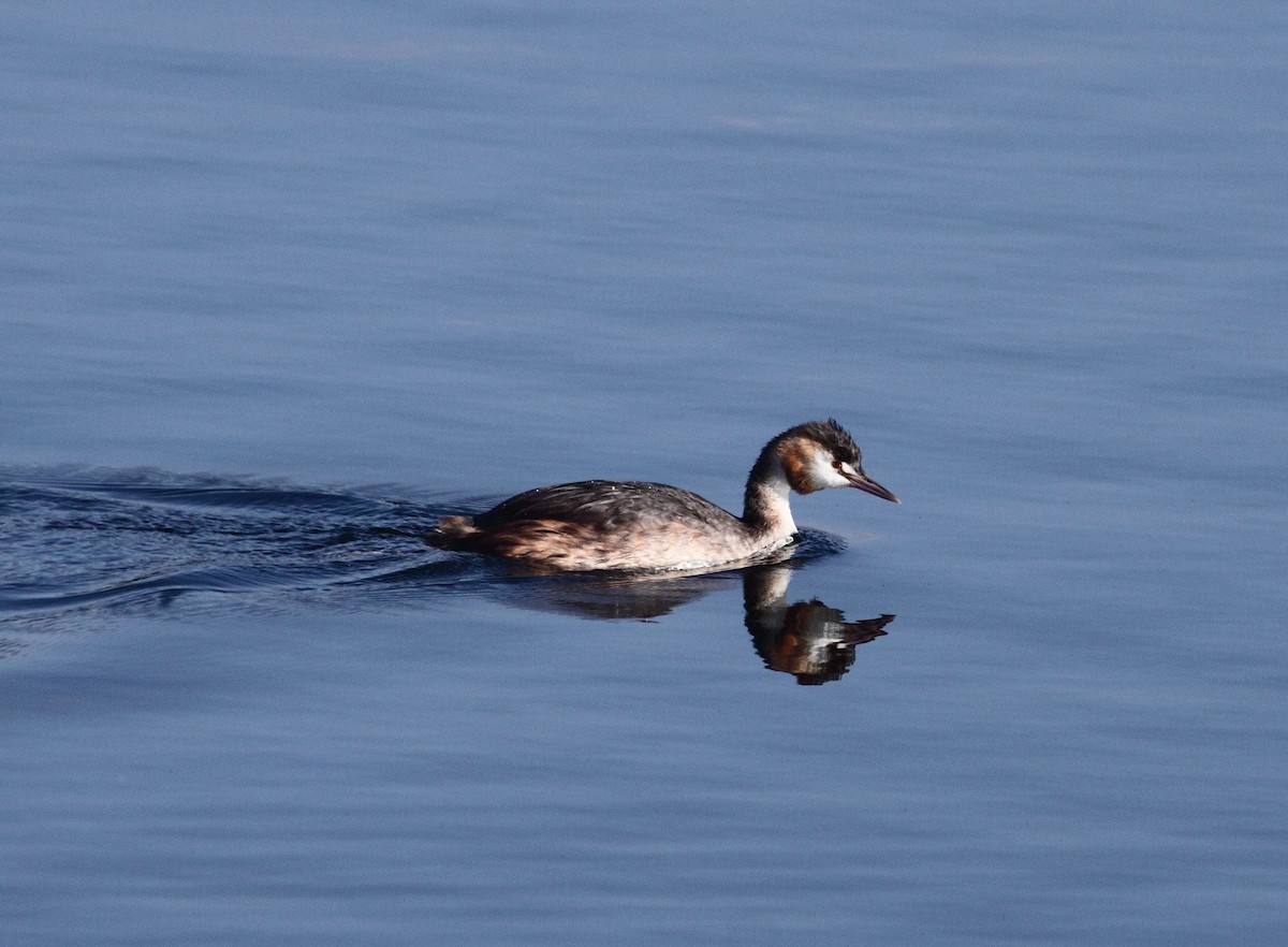 Great Crested Grebe - ML141932441