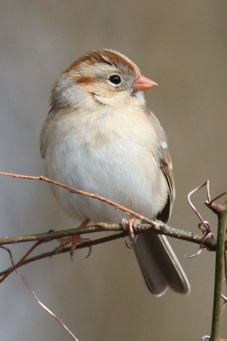 Field Sparrow - Dick Plambeck
