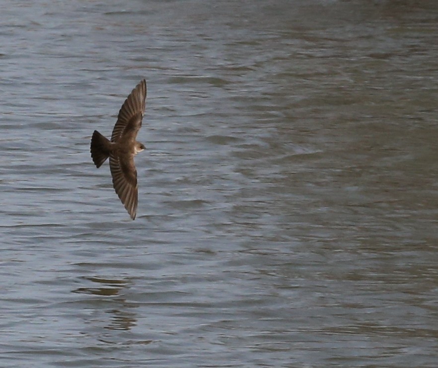 Northern Rough-winged Swallow - ML141932591