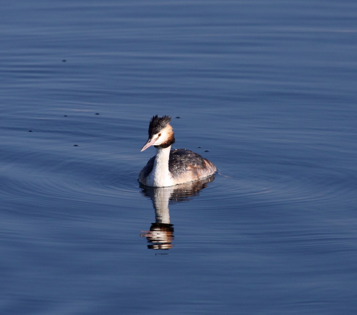 Great Crested Grebe - ML141932621