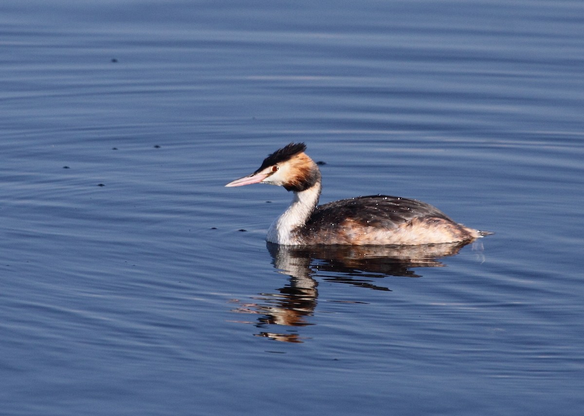 Great Crested Grebe - ML141932651