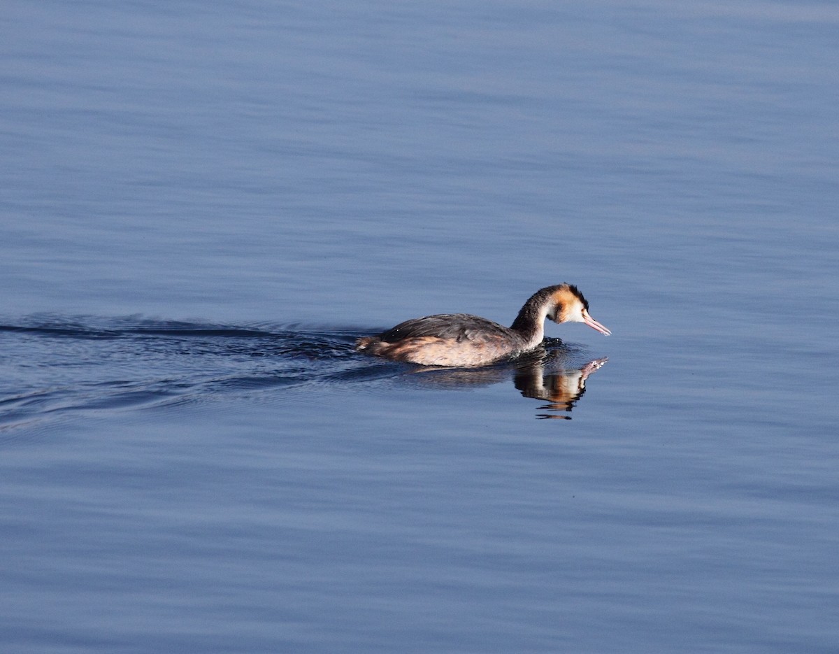 Great Crested Grebe - ML141932781