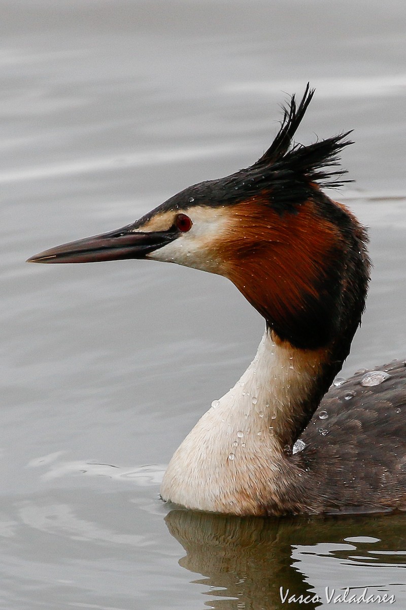 Great Crested Grebe - ML141932811