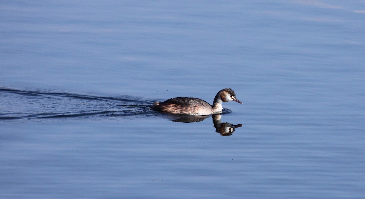 Great Crested Grebe - ML141932831