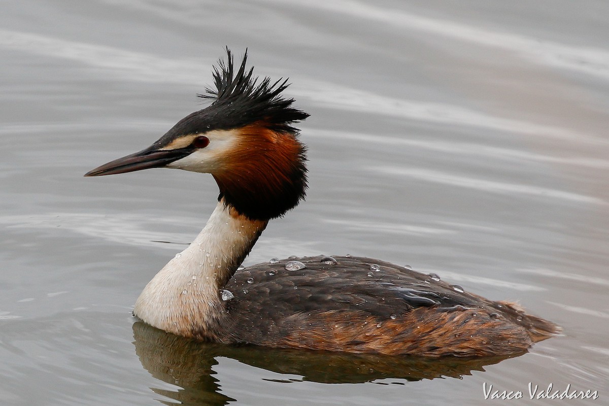 Great Crested Grebe - ML141932871