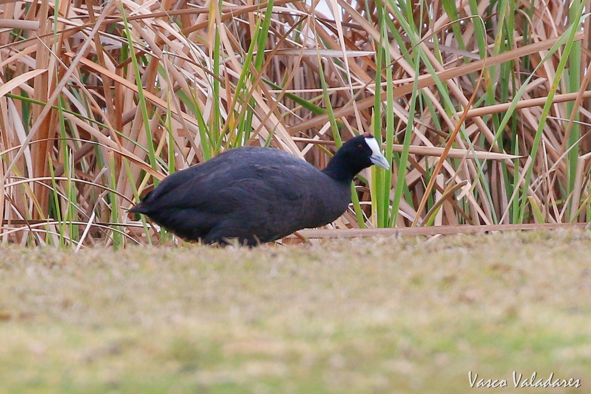 Red-knobbed Coot - ML141932931