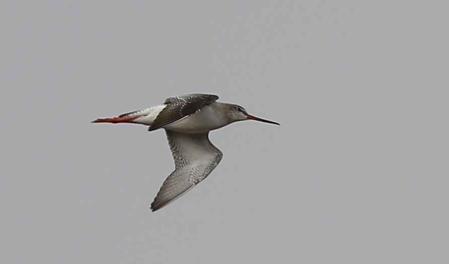 Spotted Redshank - ML141934071