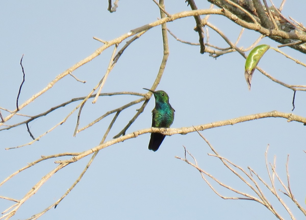 kolibřík panamský - ML141934091