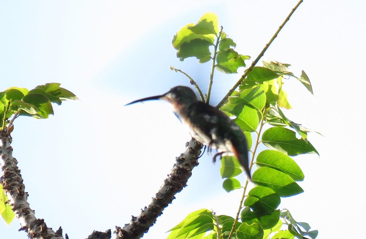 kolibřík panamský - ML141934101