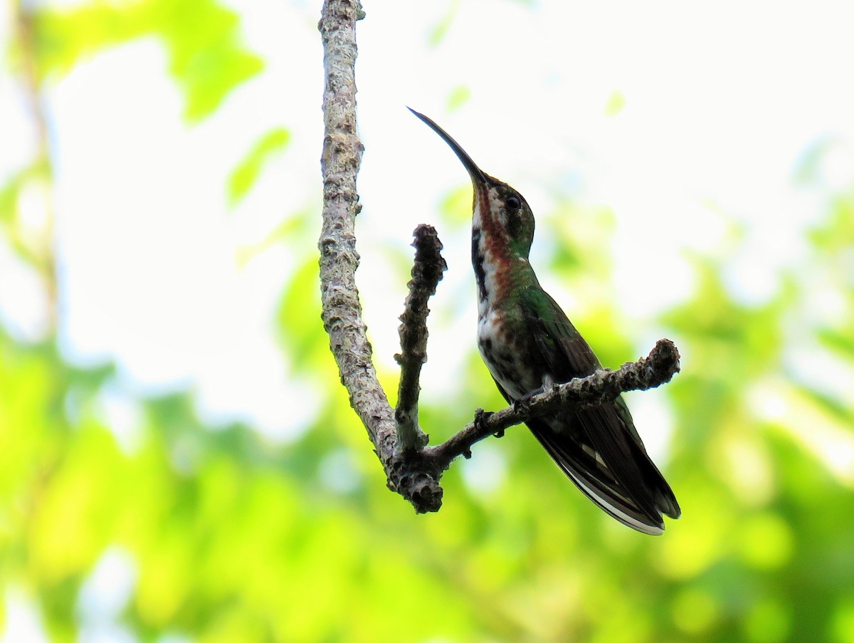kolibřík panamský - ML141934111