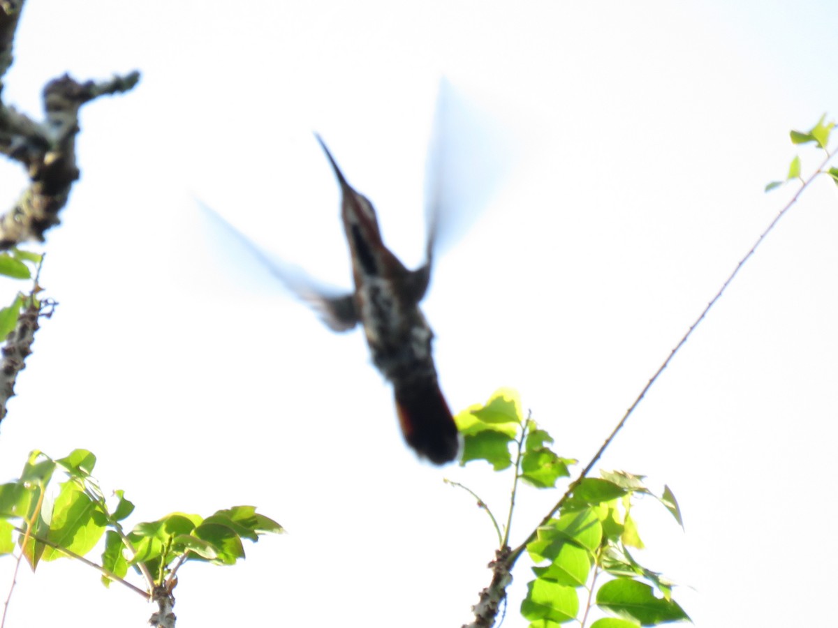 kolibřík panamský - ML141934121