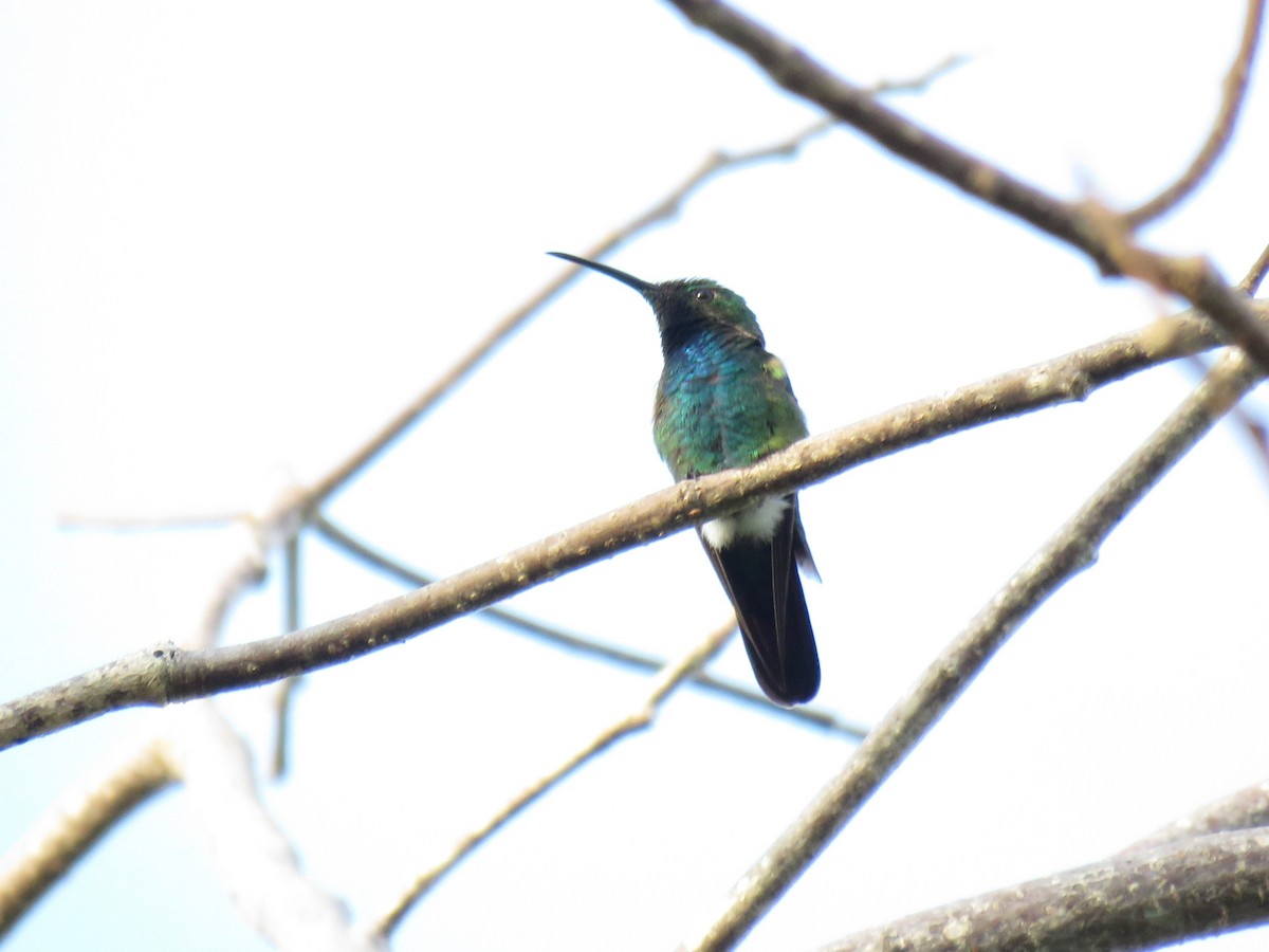 kolibřík panamský - ML141934131