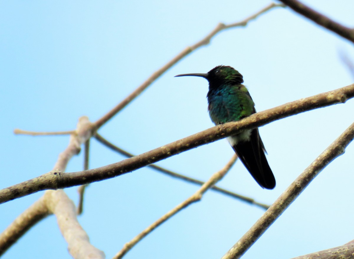 kolibřík panamský - ML141934141