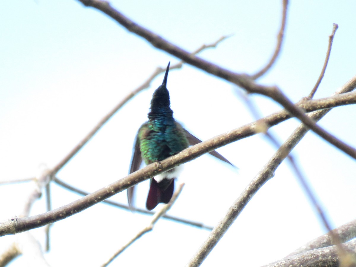 kolibřík panamský - ML141934151