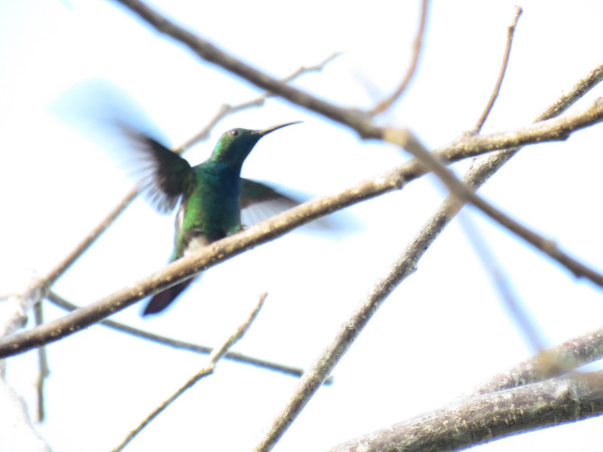 kolibřík panamský - ML141934171
