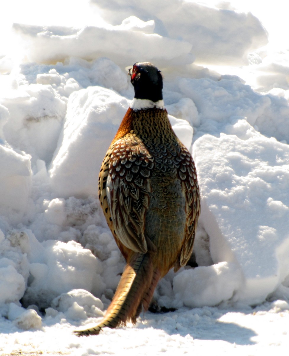 Ring-necked Pheasant - David Liebl