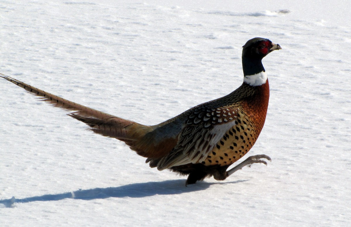 Ring-necked Pheasant - David Liebl