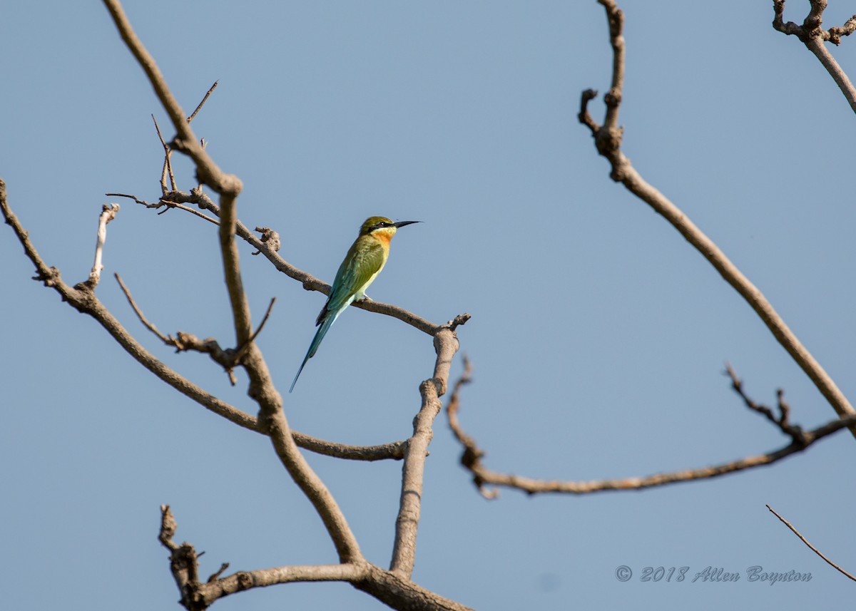 Blue-tailed Bee-eater - Allen Boynton