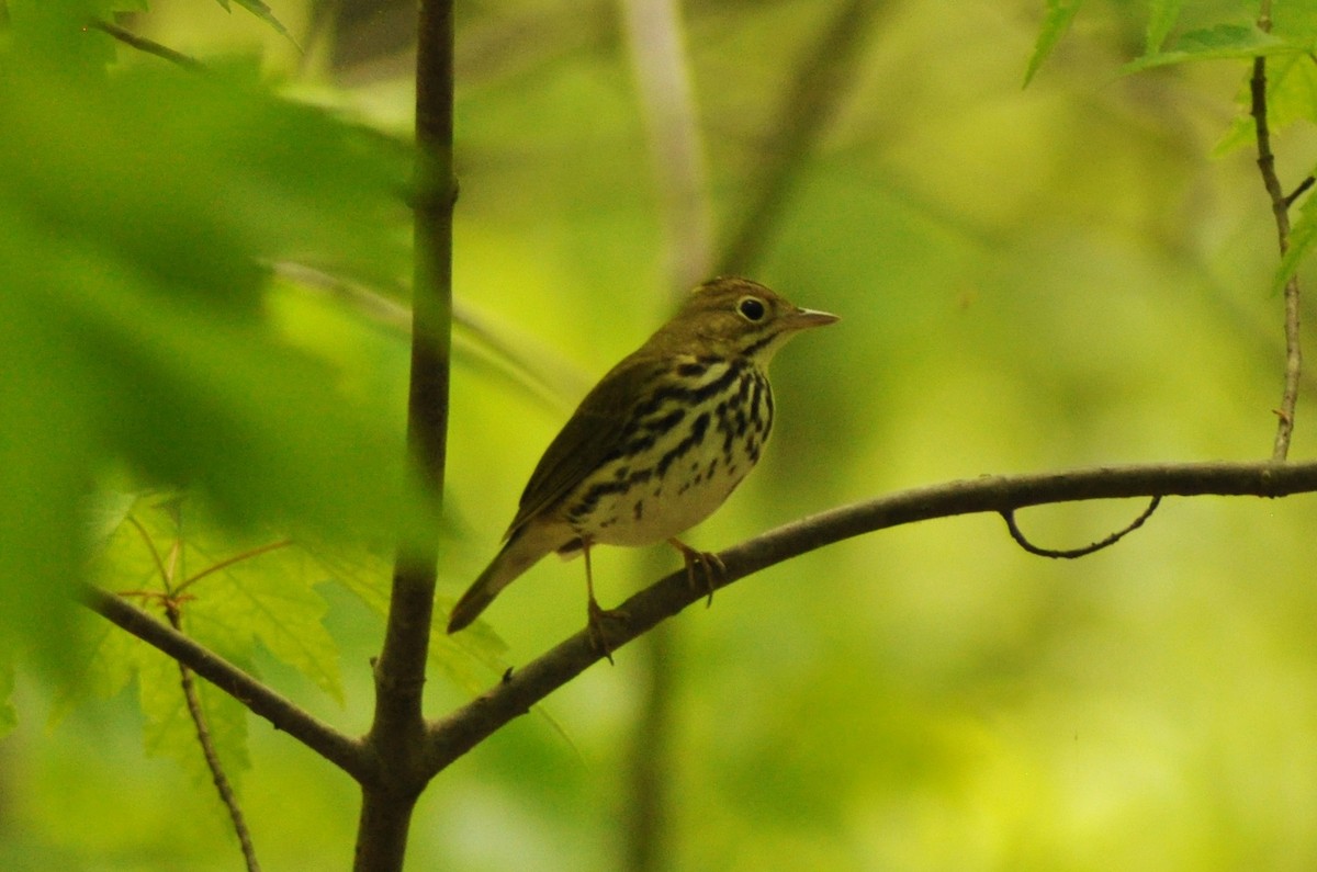 Ovenbird - Tommie Rogers