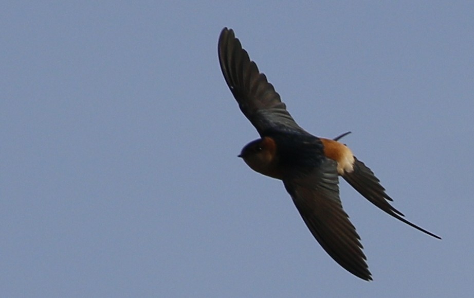 Red-rumped Swallow - ML141934941