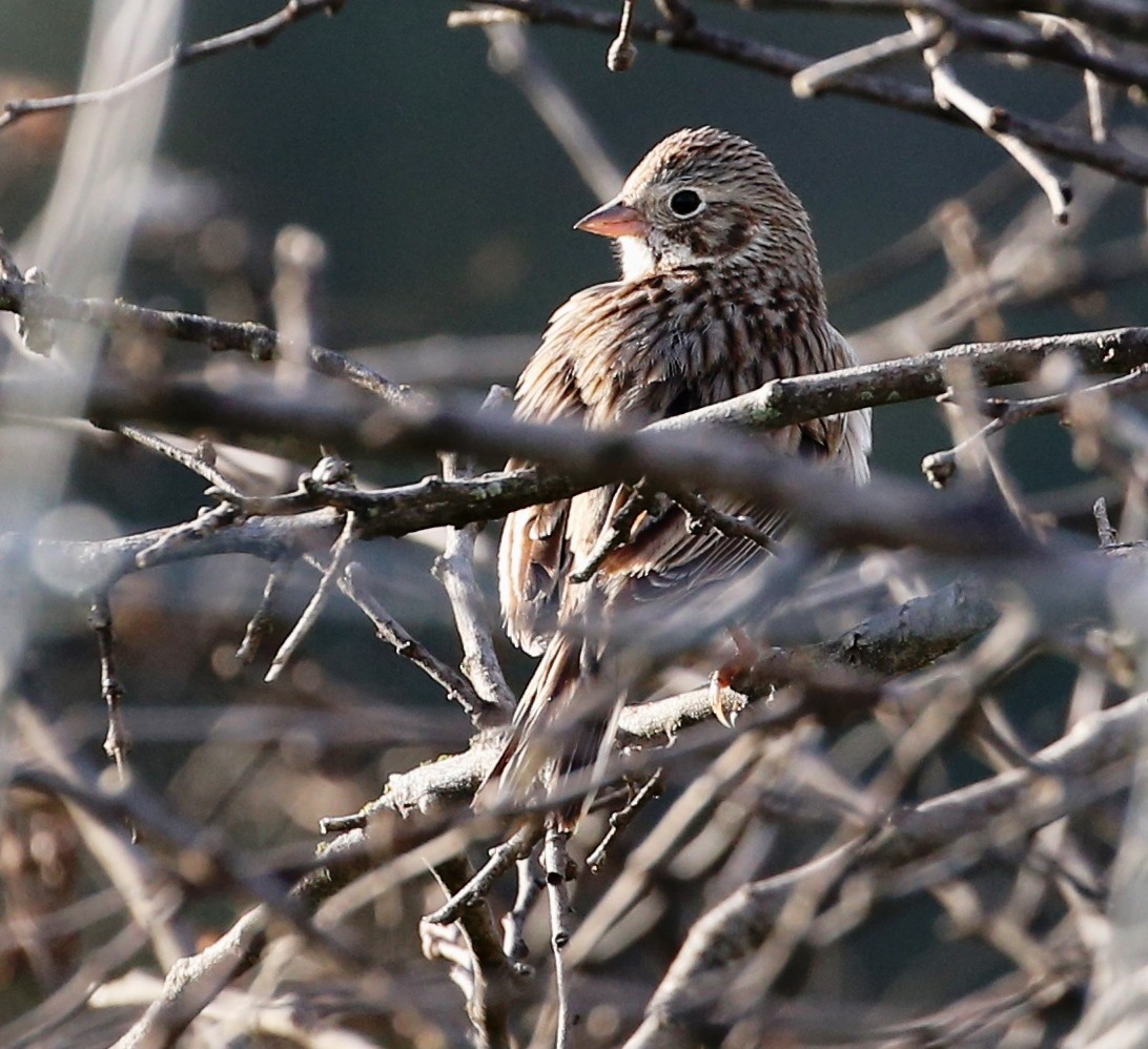 Vesper Sparrow - Dennis Cooke