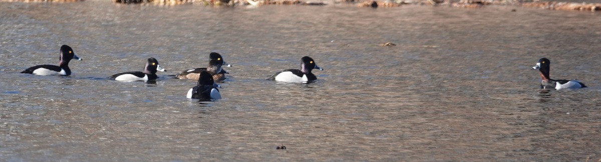 Ring-necked Duck - Cynthia Ehlinger