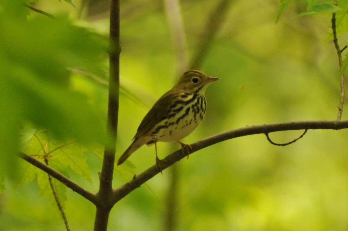 Ovenbird - Tommie Rogers