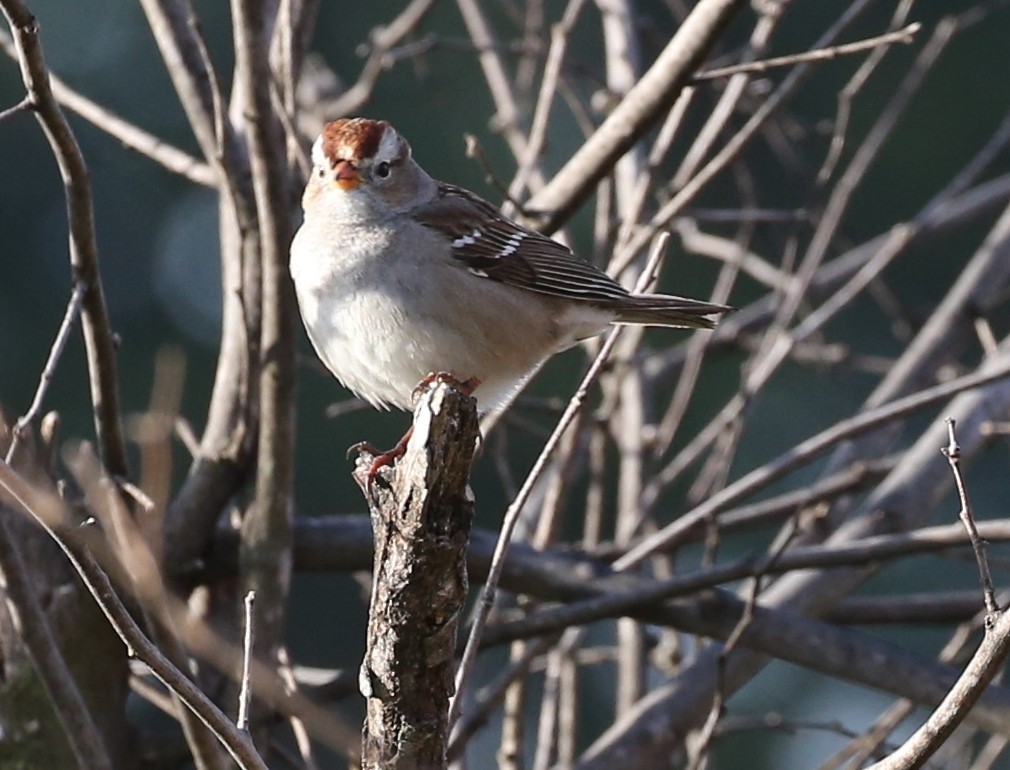 White-crowned Sparrow - ML141935871