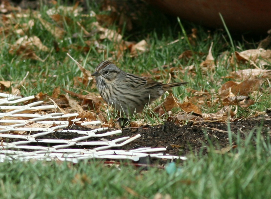 Lincoln's Sparrow - Debby Parker