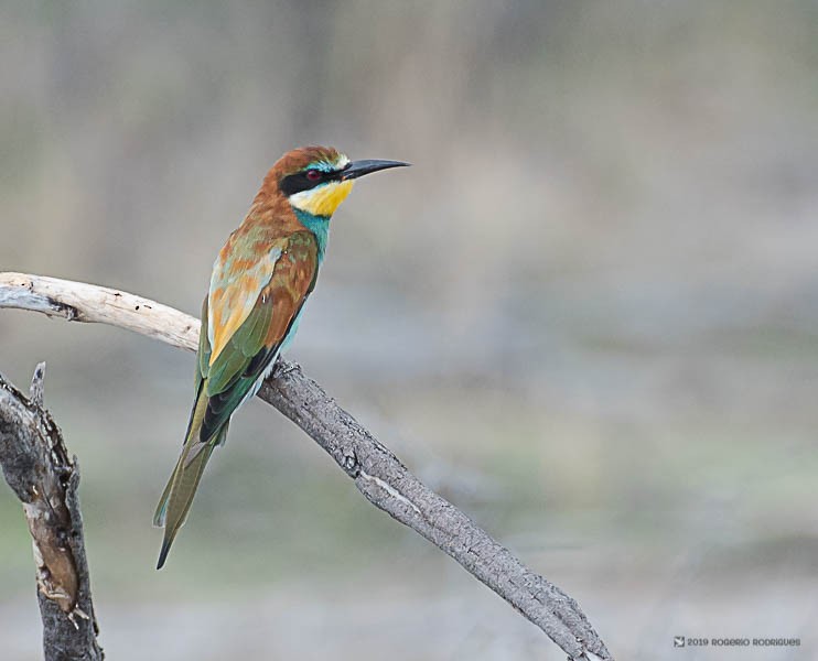 European Bee-eater - Rogério Rodrigues