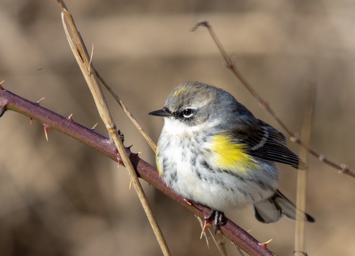 Yellow-rumped Warbler (Myrtle) - Tim Johnson