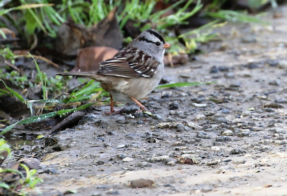 White-crowned Sparrow - ML141937991