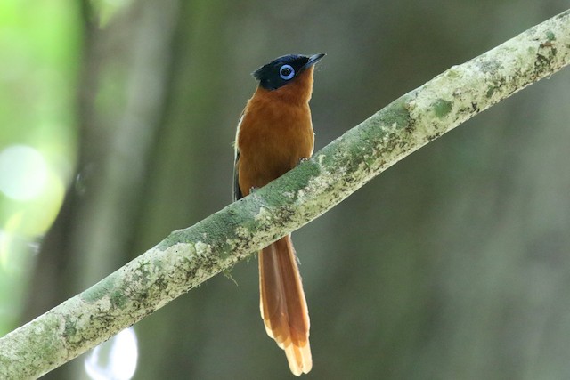 Malagasy Paradise-Flycatcher (Malagasy)