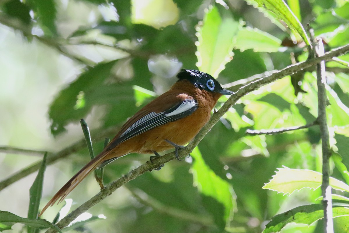 Malagasy Paradise-Flycatcher (Malagasy) - Stephen Gast