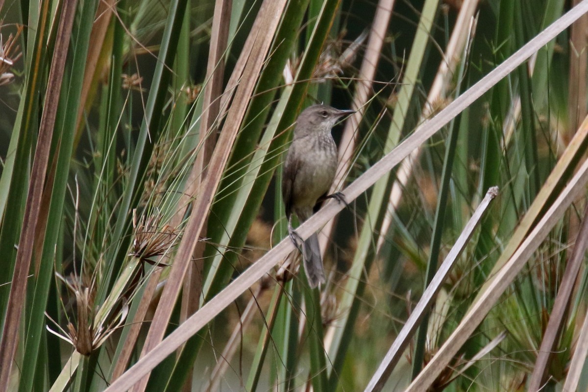 Madagascar Swamp Warbler - ML141938441