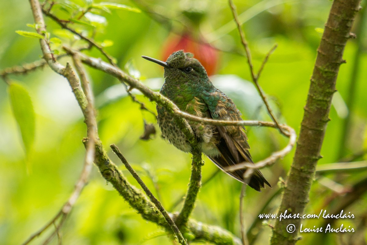 hummingbird sp. - Louise Auclair