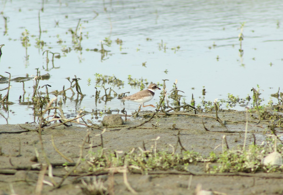 Semipalmated Plover - ML141939221