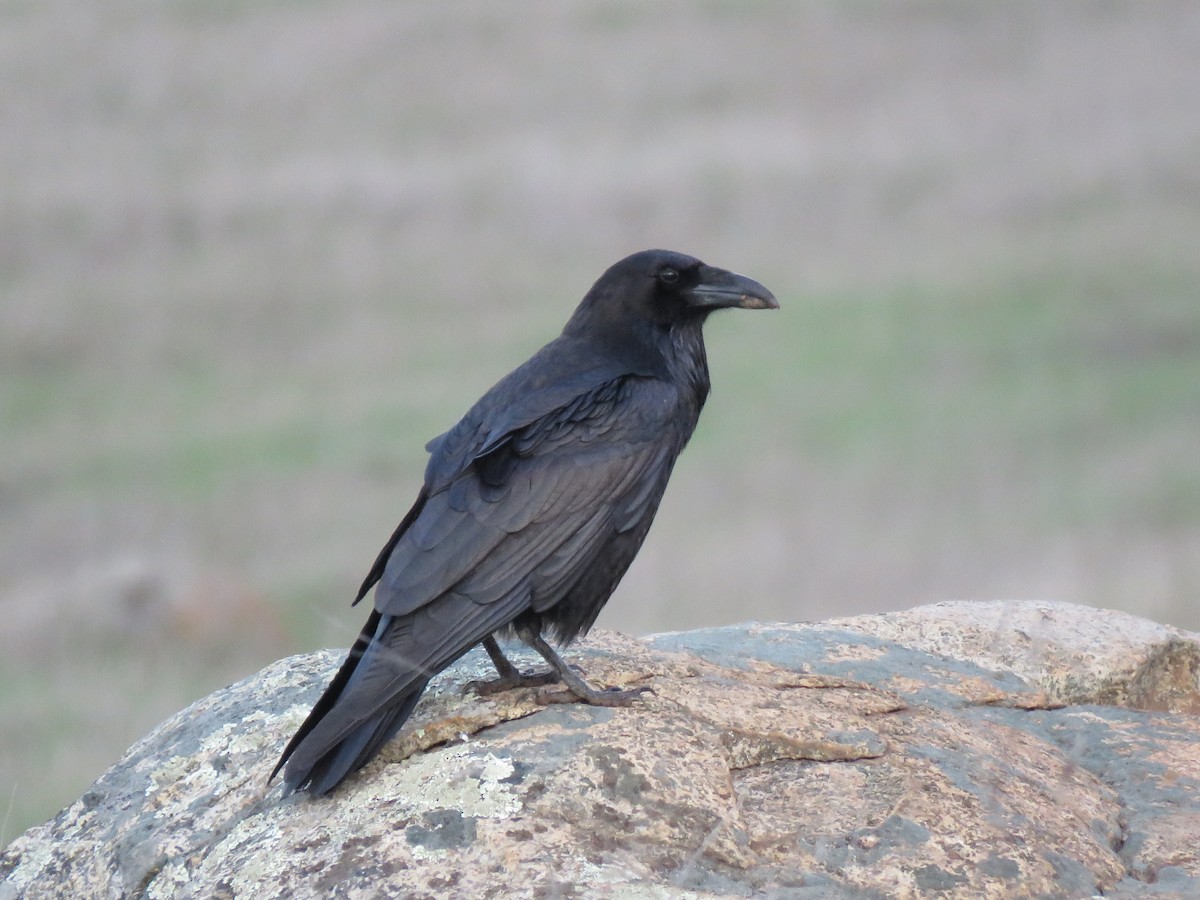 Common Raven - Lori Liu