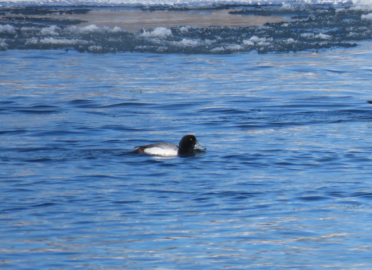 Greater Scaup - Tony Timmons