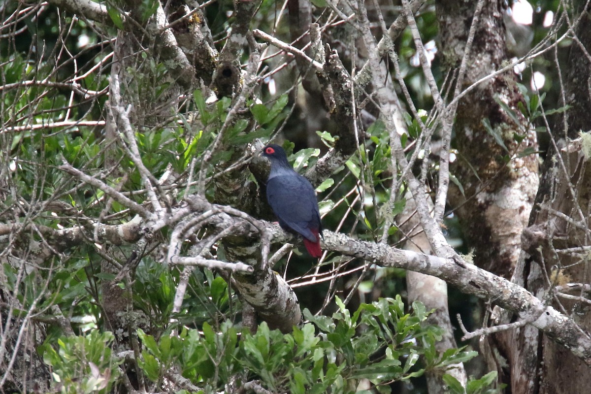 Madagascar Blue-Pigeon - ML141940171