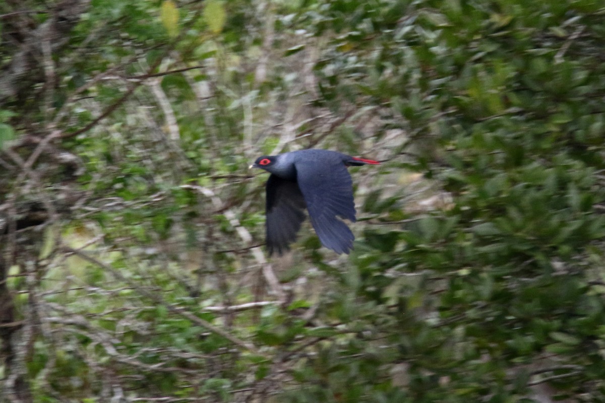Madagascar Blue-Pigeon - ML141940191