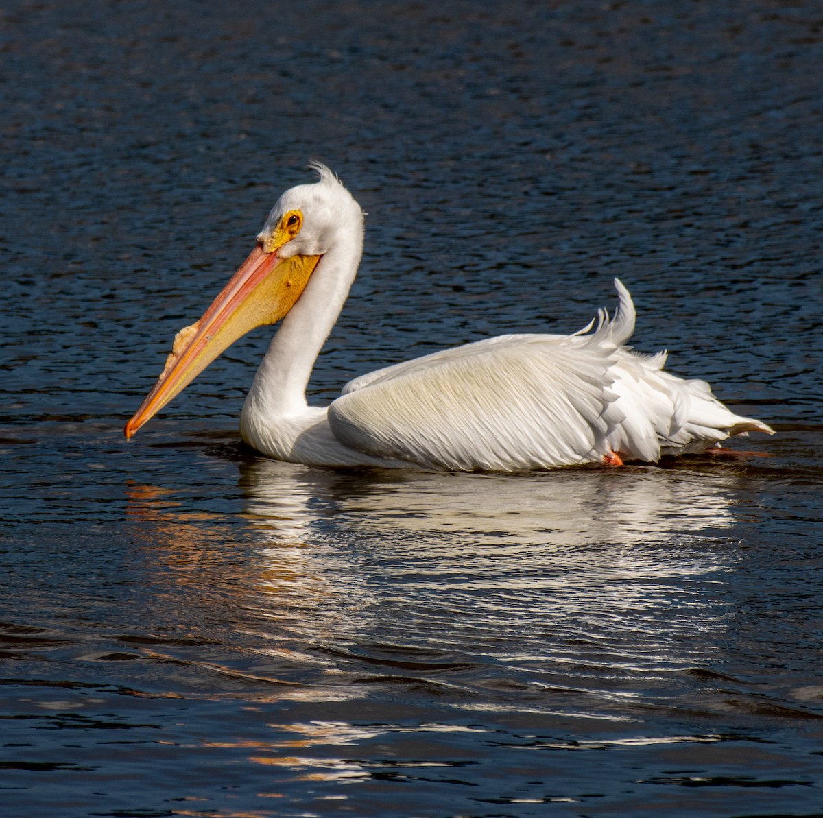 American White Pelican - Ken Treffinger