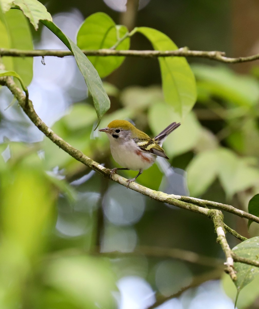 Chestnut-sided Warbler - Aitor Gonzalo