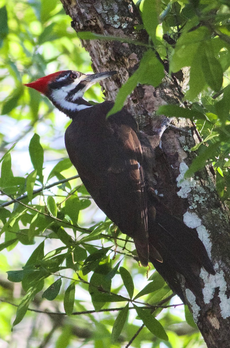Pileated Woodpecker - Gordon Atkins