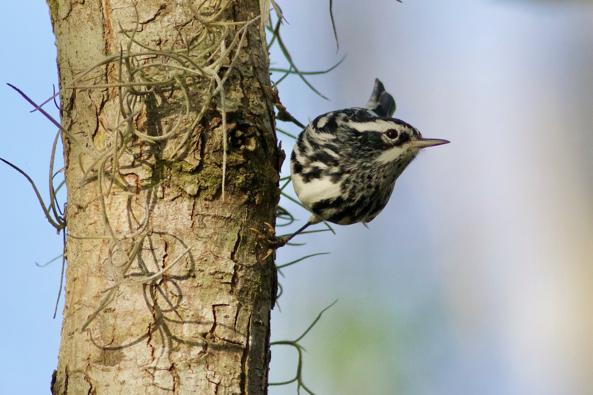 Black-and-white Warbler - ML141941741