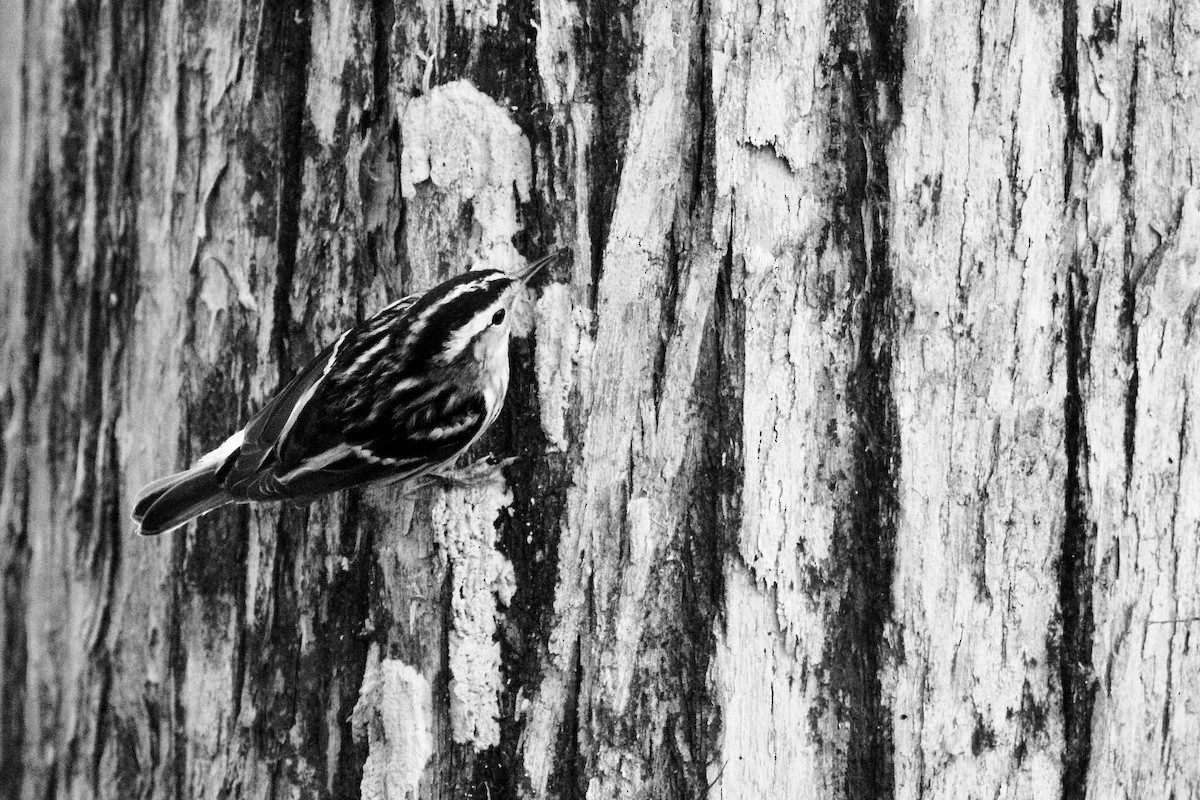 Black-and-white Warbler - ML141941771