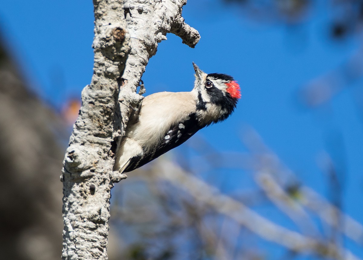 Downy Woodpecker (Pacific) - Blake Matheson