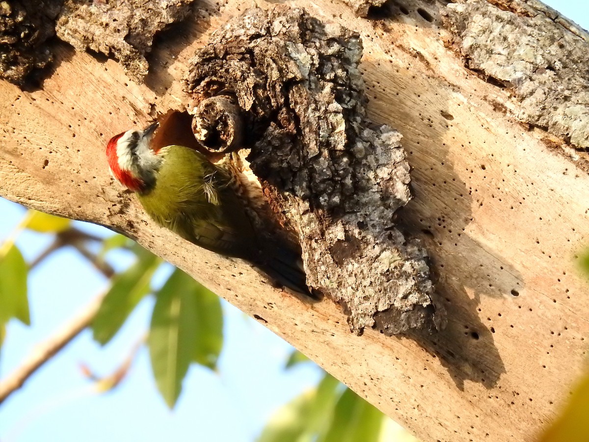 Cuban Green Woodpecker - Alison Mews